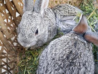 《火焰纹章：万紫千红》公布 2026年登陆Switch 2